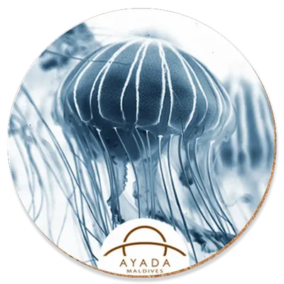 Round - All Signs Today