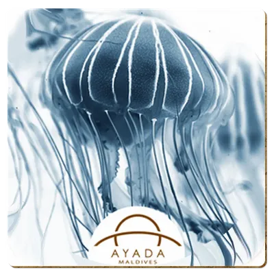 Square - All Signs Today