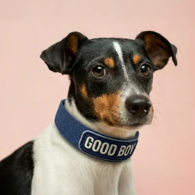 Pet Harness - All Signs Today