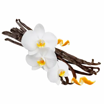 Vanilla - All Signs Today