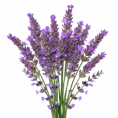 Lavender - All Signs Today