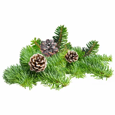 Pine - All Signs Today