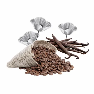 Black Opium - All Signs Today