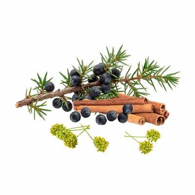 Juniper Berry - All Signs Today