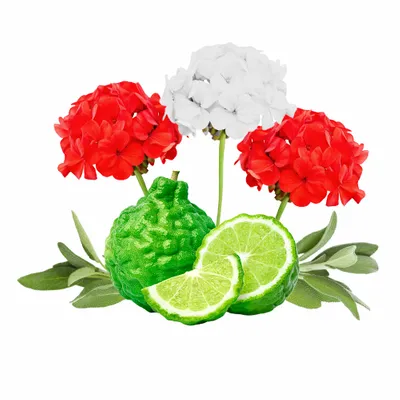 Cedar & Geranium - All Signs Today