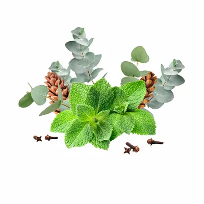 Eucalyptus & Mint - All Signs Today