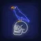 Crow Sitting Human Skull Neon Sign - All Signs Today